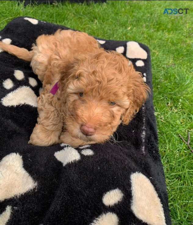    Cavapoo puppies