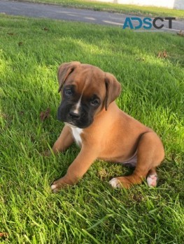   Boxer puppies