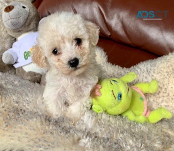    Bichon Frize puppies