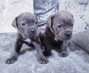  Cane Corsos  puppies