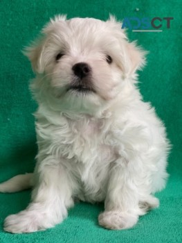   Maltese Pups