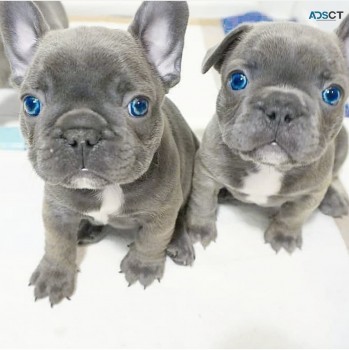 Blue Eyes French Bulldog Puppies