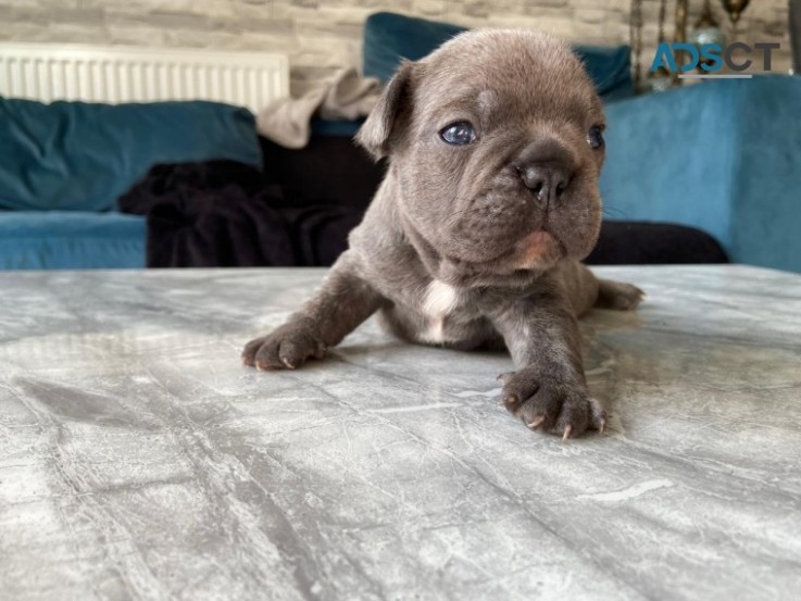 Blue Eyes French Bulldog Puppies