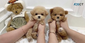 Poodle Puppies(johnpeyton2020@gmail.com)