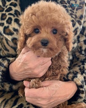 Poodle Puppies(johnpeyton2020@gmail.com)