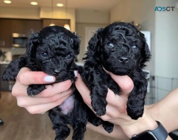 Poodle Puppies(johnpeyton2020@gmail.com)