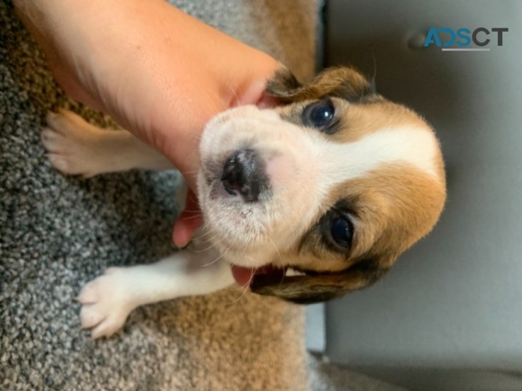      Beagles puppies