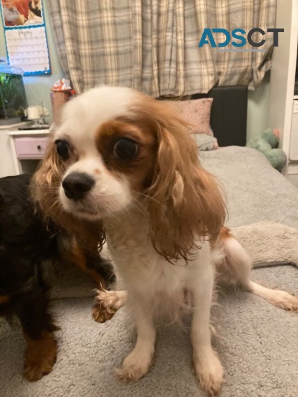      Cavalier King Charles puppies