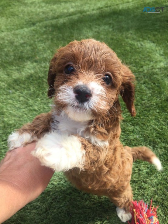 Cavapoo puppies