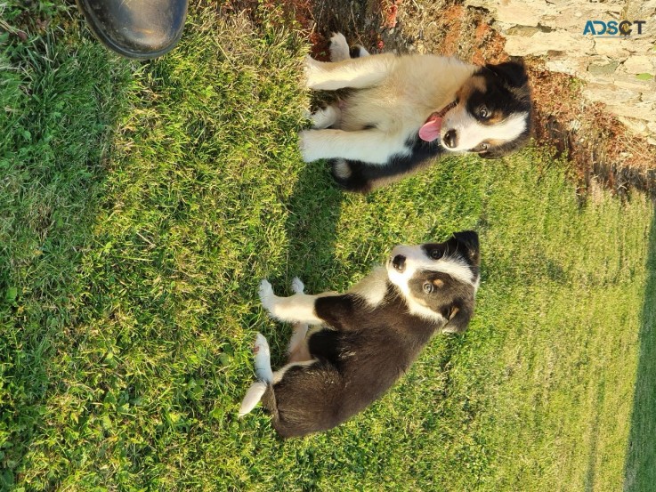 Border Collie Puppies Ready for sale 