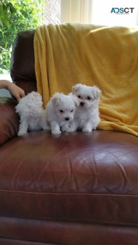 White Maltese Puppies