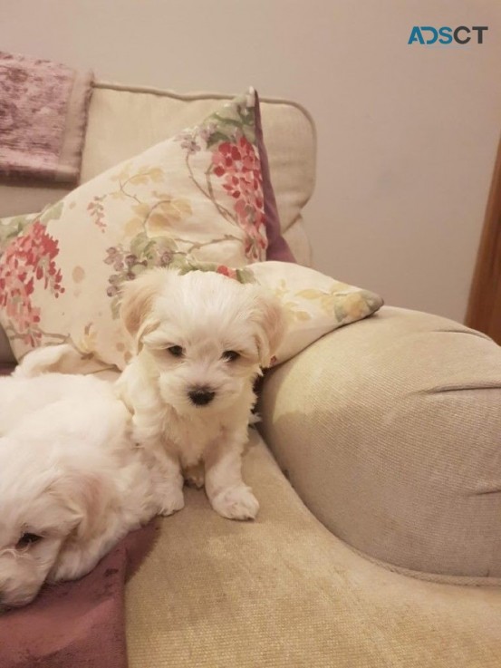 Registered Cute Maltese Pups 