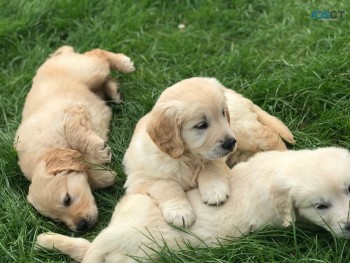 Excellent Golden Retriever Puppies