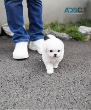 Bichon Frise puppies for sale 