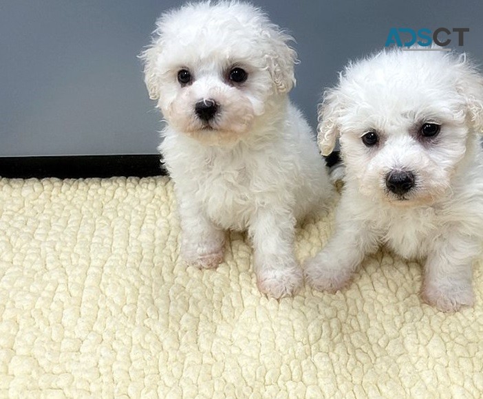 Bichon Frise puppies for sale 