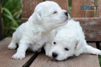 Bichon Frise puppies for sale 