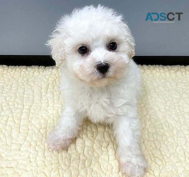 Bichon Frise puppies for sale 