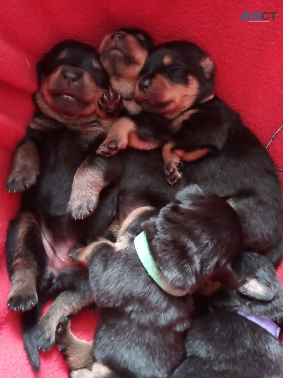     Rottweiler puppies