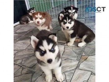     Siberian husky puppies