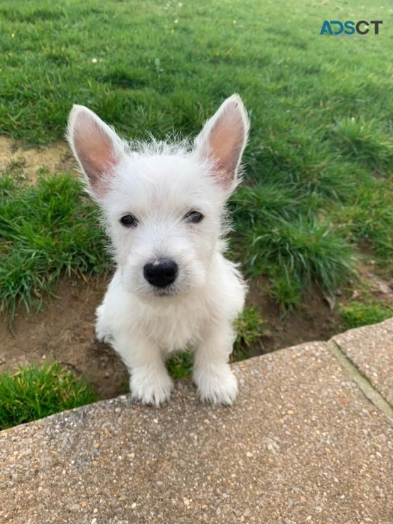    West Highland White Terriers for sale