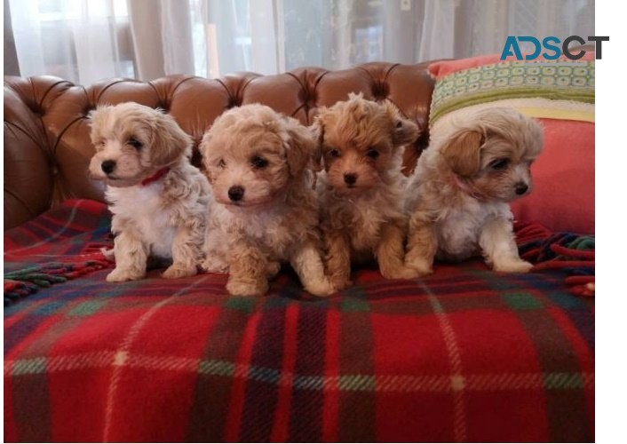  Gorgeous Red/apricot toy Maltipoo Puppi