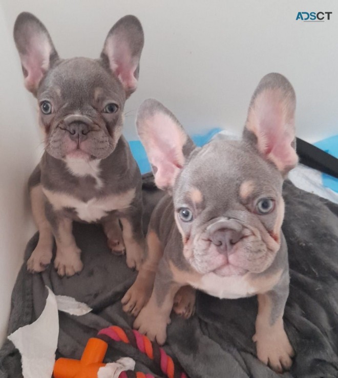 Magnificent French Bulldog  puppies