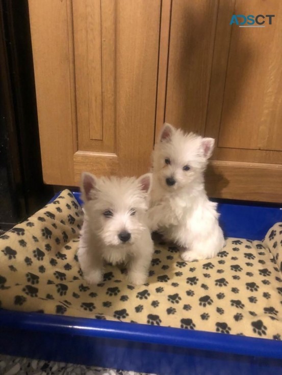  West Highland White Terriers