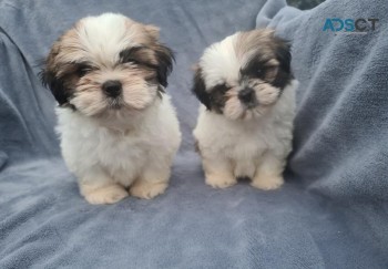 Shih tzu puppies