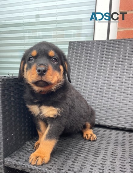  Rottweiler puppies