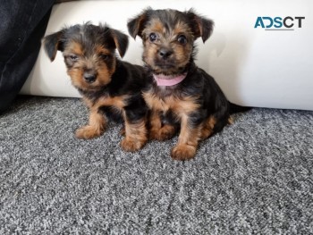     Yorkshire terrier puppy