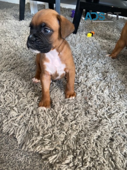    Boxer puppies