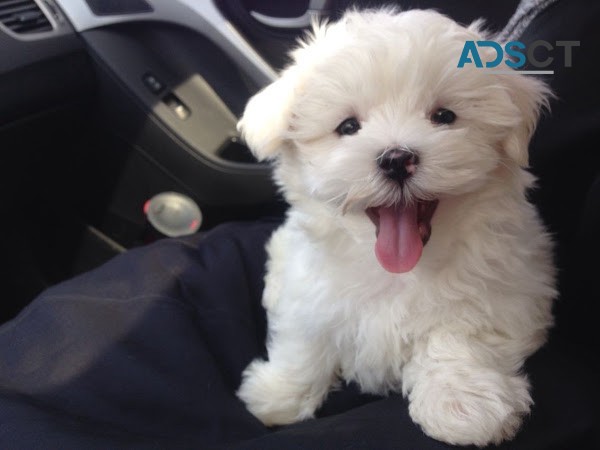 adorable maltese  (+61) 28,09,10,80,5