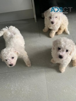 Bichon Frize puppies