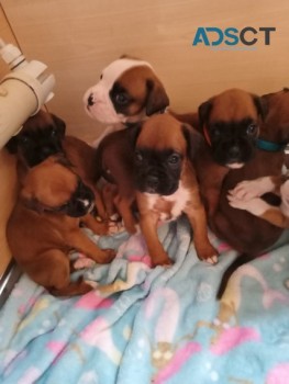 Boxer puppies