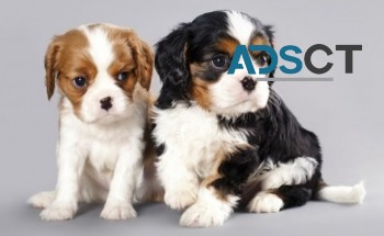 Cavalier King Charles puppies