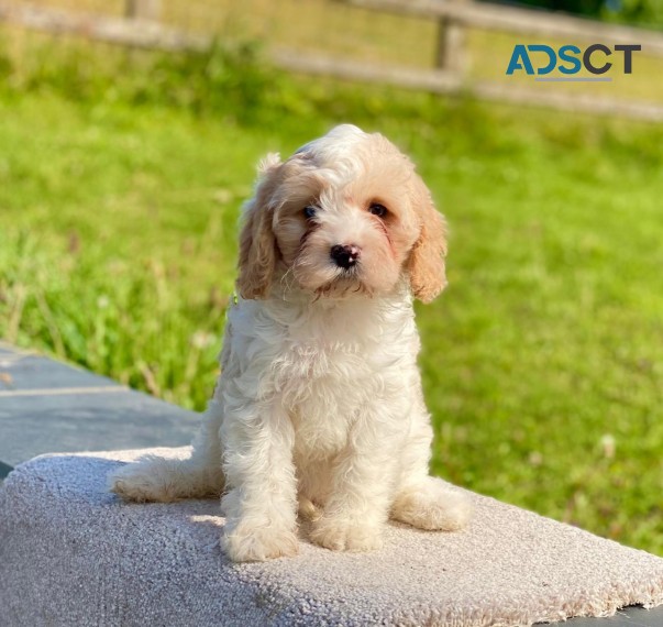 Cavapoo puppies