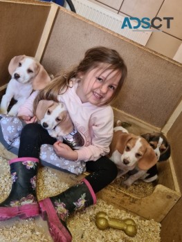   Beagles puppies