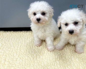 Bichon Frize puppies