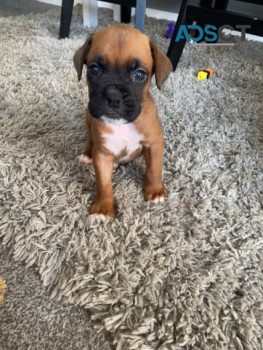   Boxer puppies