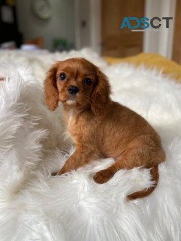  Cavalier King Charles puppies