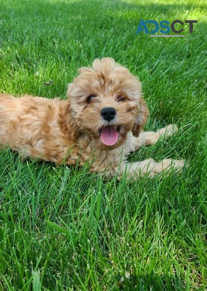 Cavapoo puppies