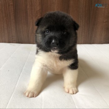  American Akita Puppies