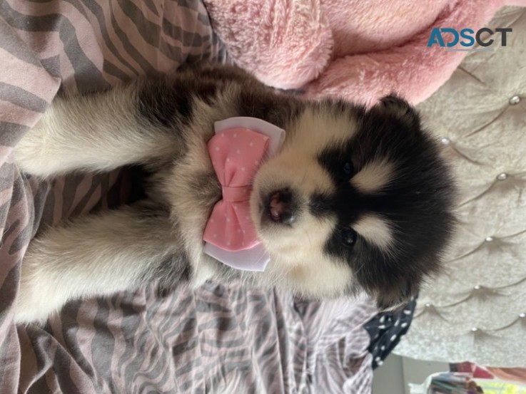  Alaskan Malamute