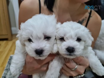  Maltese Pups