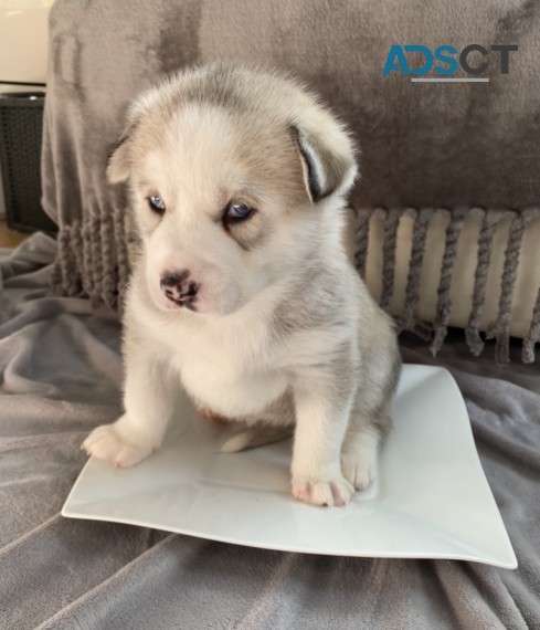 Siberian Husky Puppys