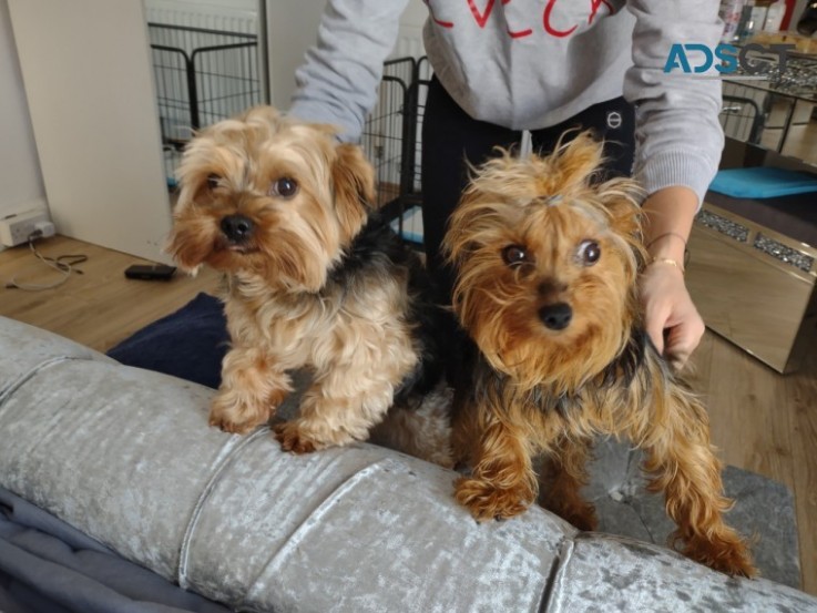  Beautiful Yorkshire Terriers Available