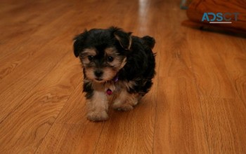 Chunky Energetic AKC Yorkshire Terriers 