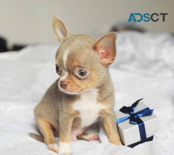 KC chihuahua pups  (+61) 28,09,10,80,5