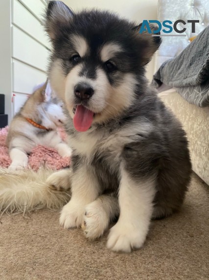    Alaskan Malamute Pups.