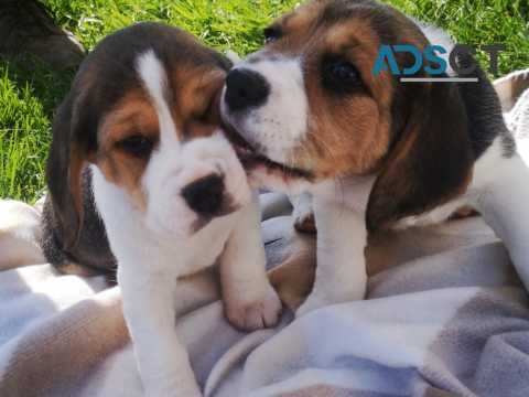  Beagle Puppies